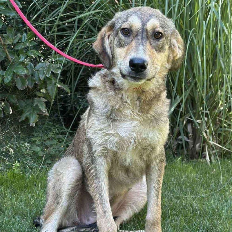Bonnie