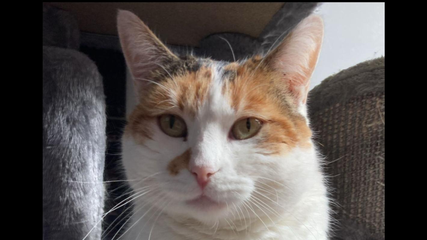 Blanquitita