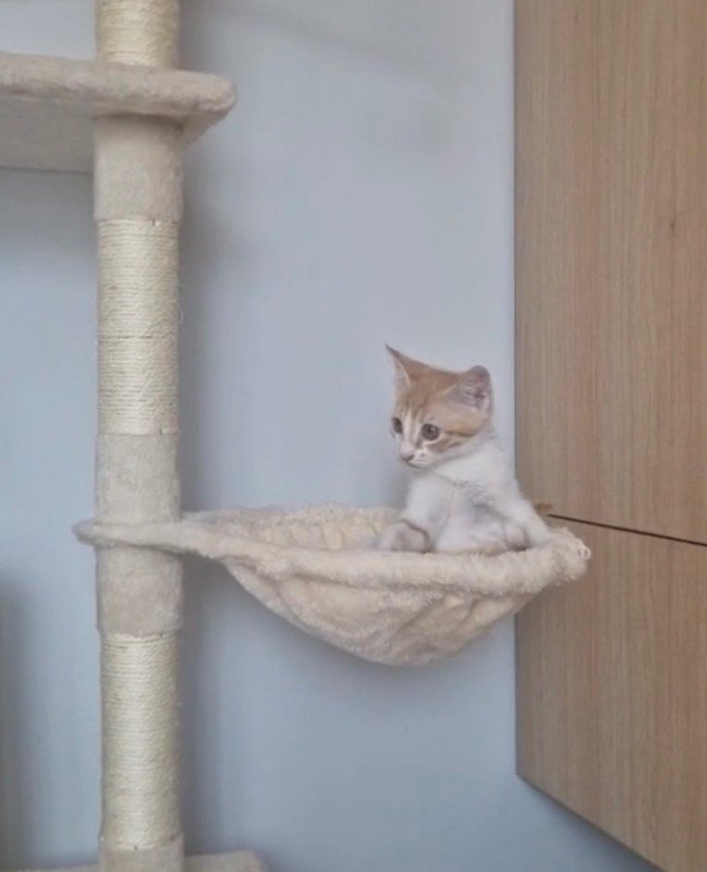 Felix
