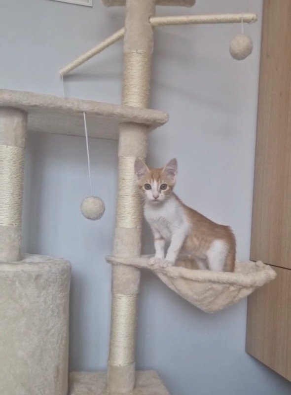 Felix