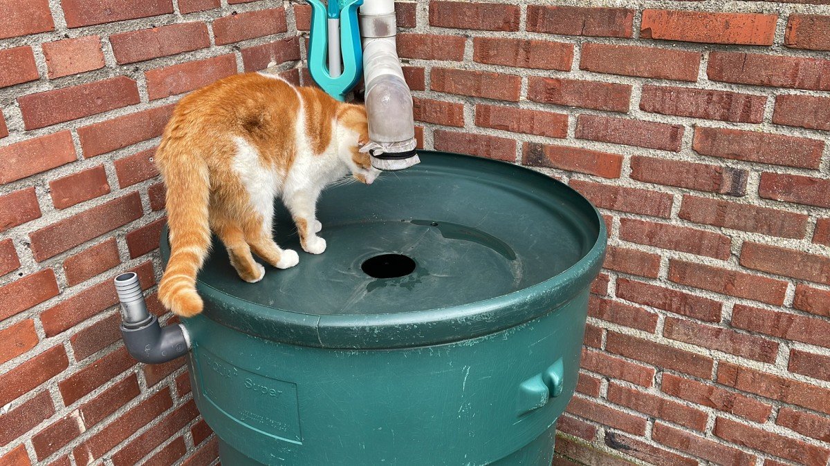 Poes