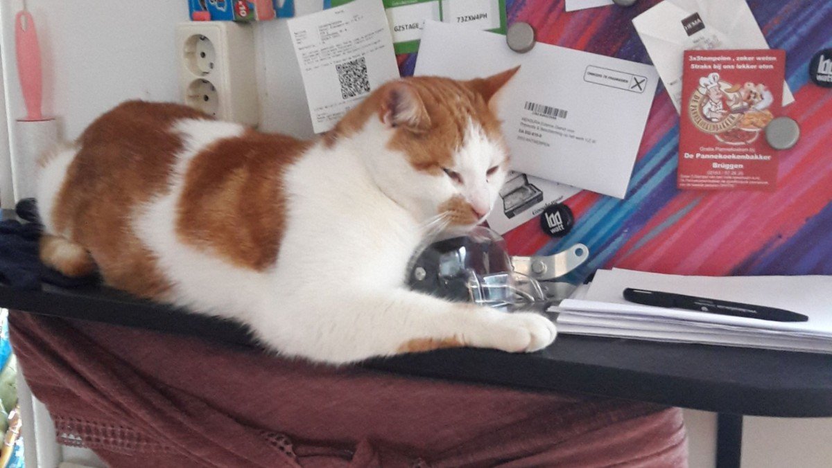 Poes