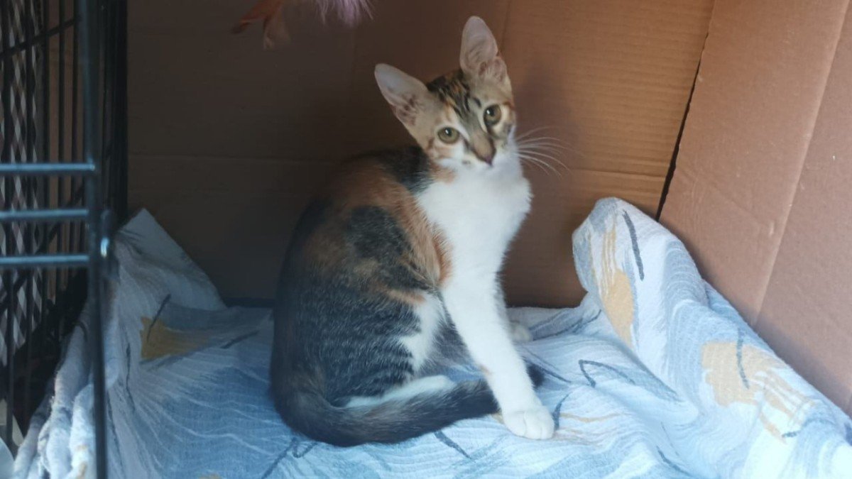 Mimi