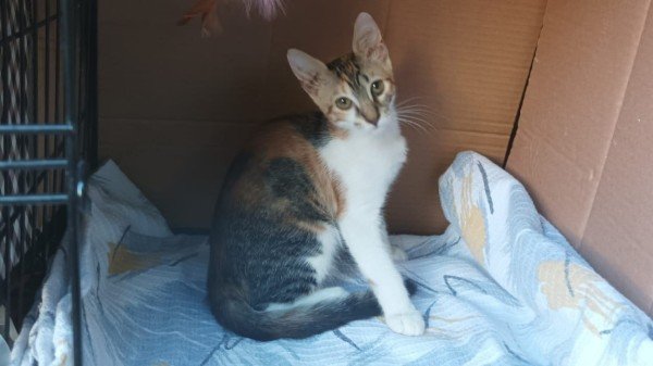 Mimi