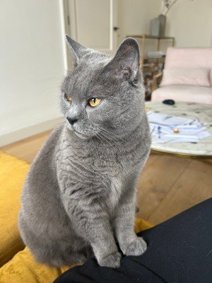 Mimi