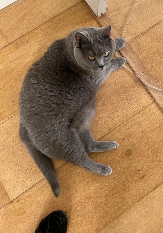 Mimi - Chartreux zeldzaam ras