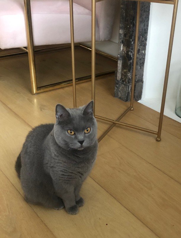 Mimi - Chartreux zeldzaam ras