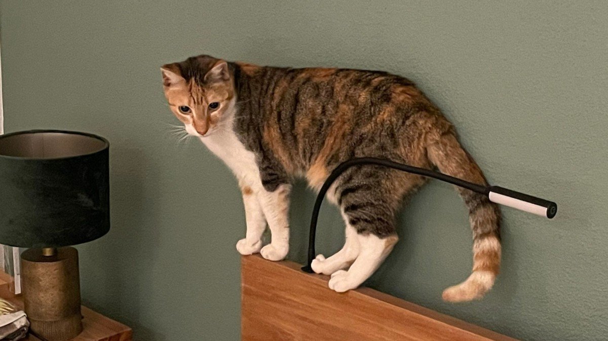 Pepper