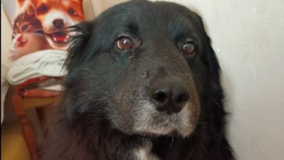 Nerone
