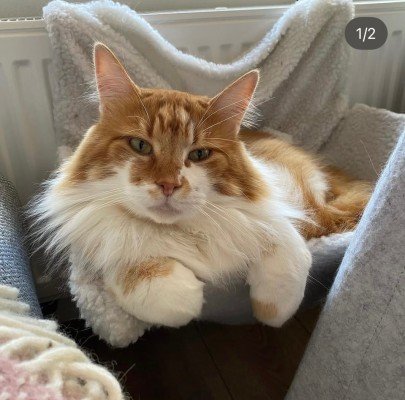 Simba