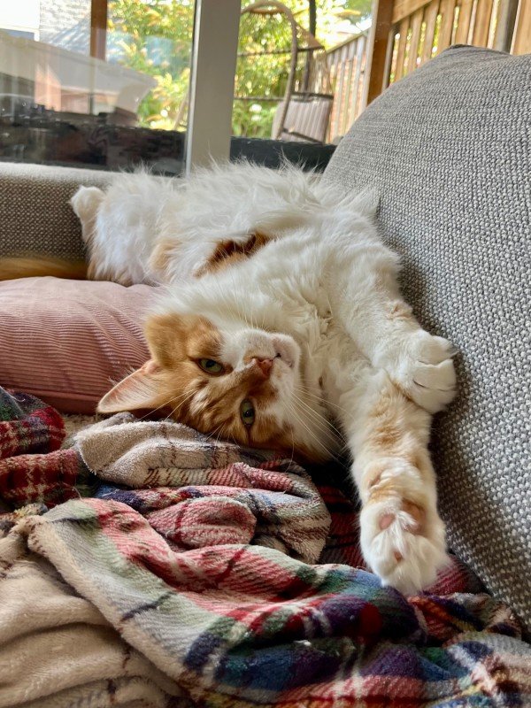 Simba
