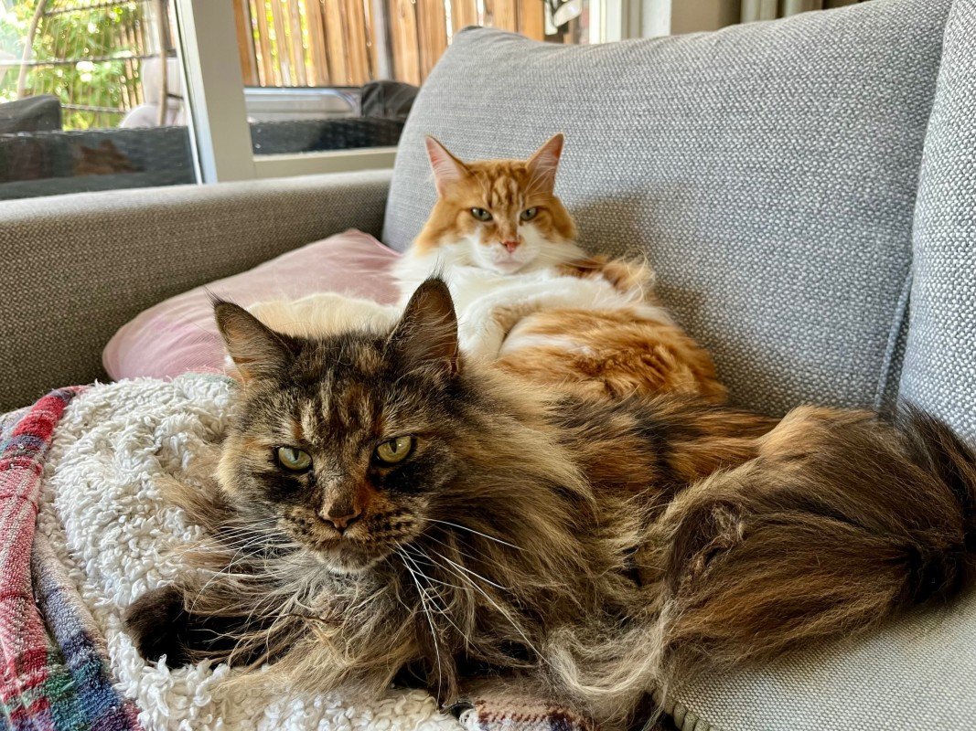 Simba