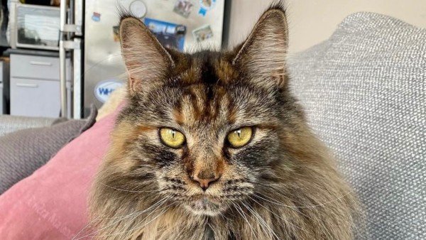Nala
