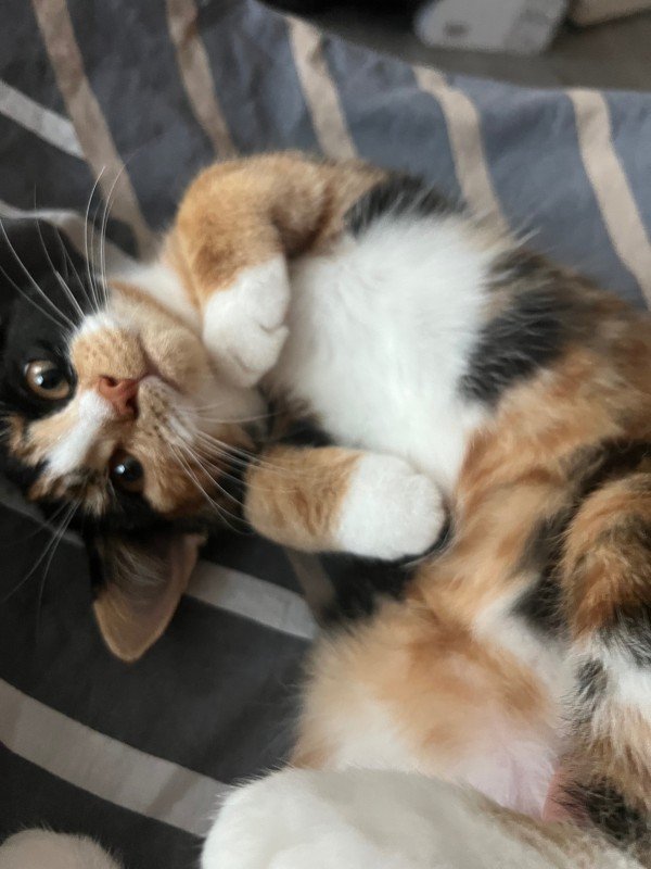 Moshi + Luna