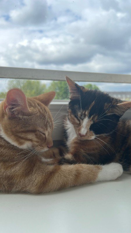 Moshi + Luna