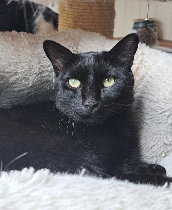 Merlin