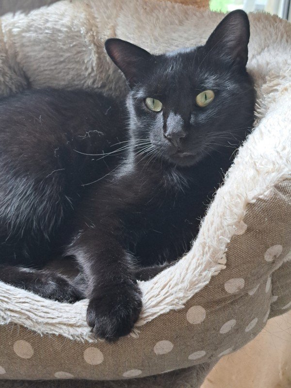 Merlin