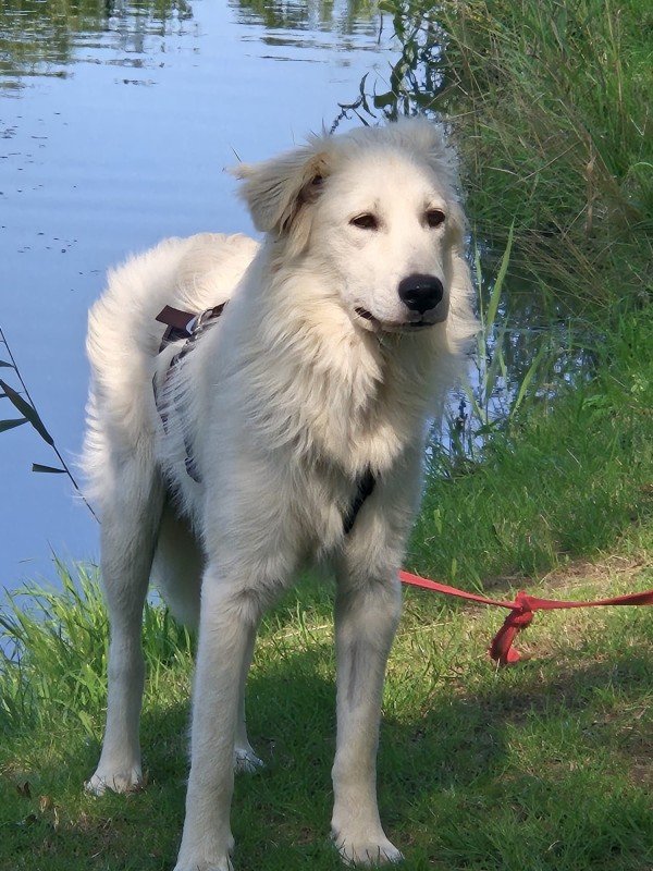 Baron