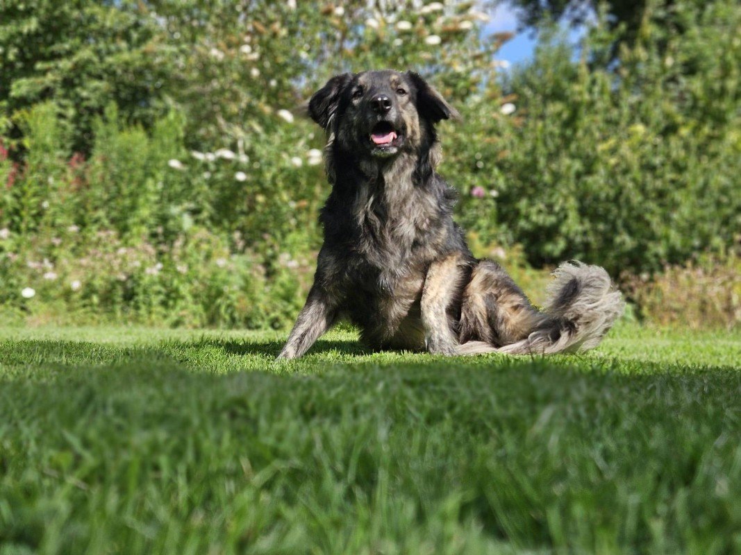 Enzo