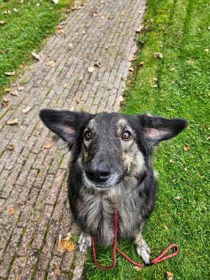 Enzo