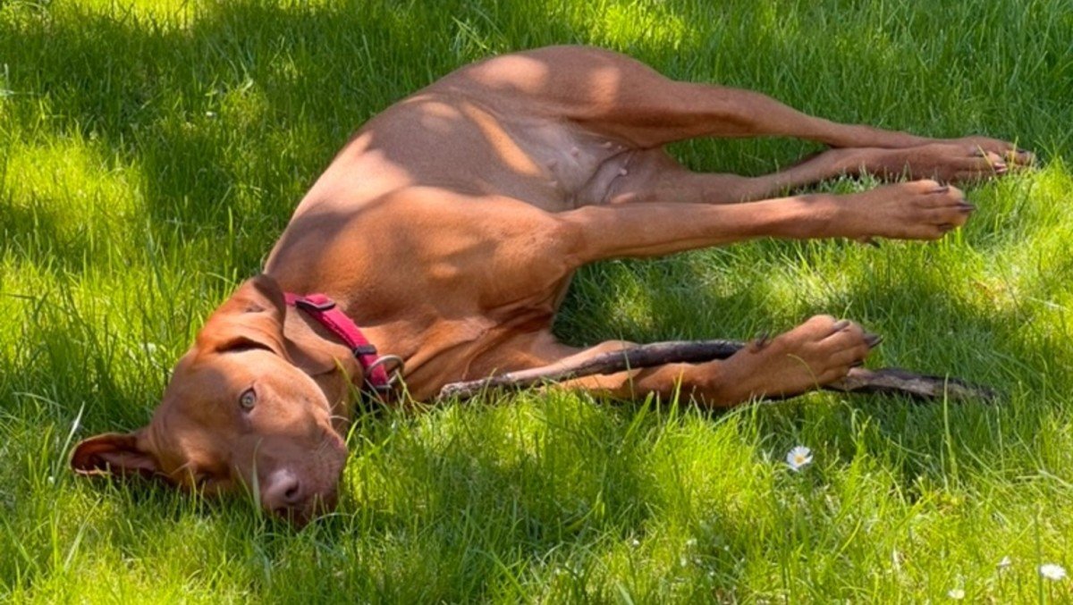 Ziggy