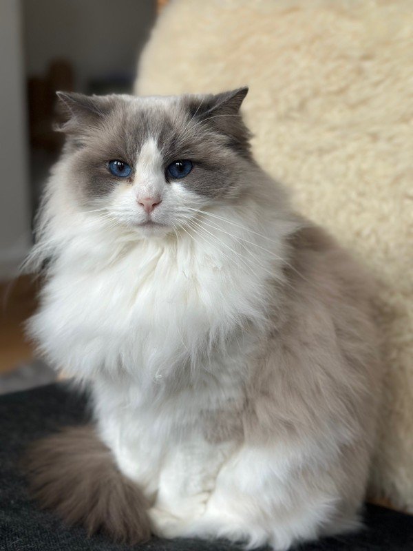 Bo