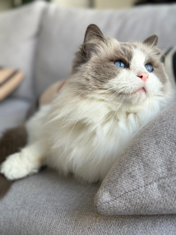 Bo