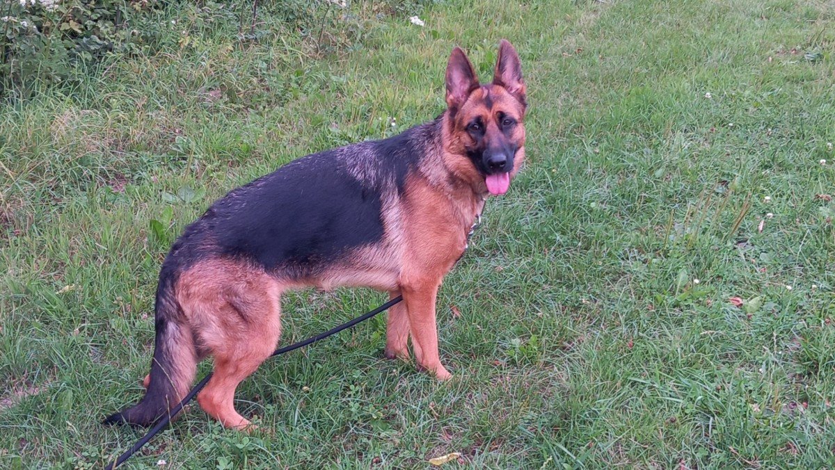 Hanne