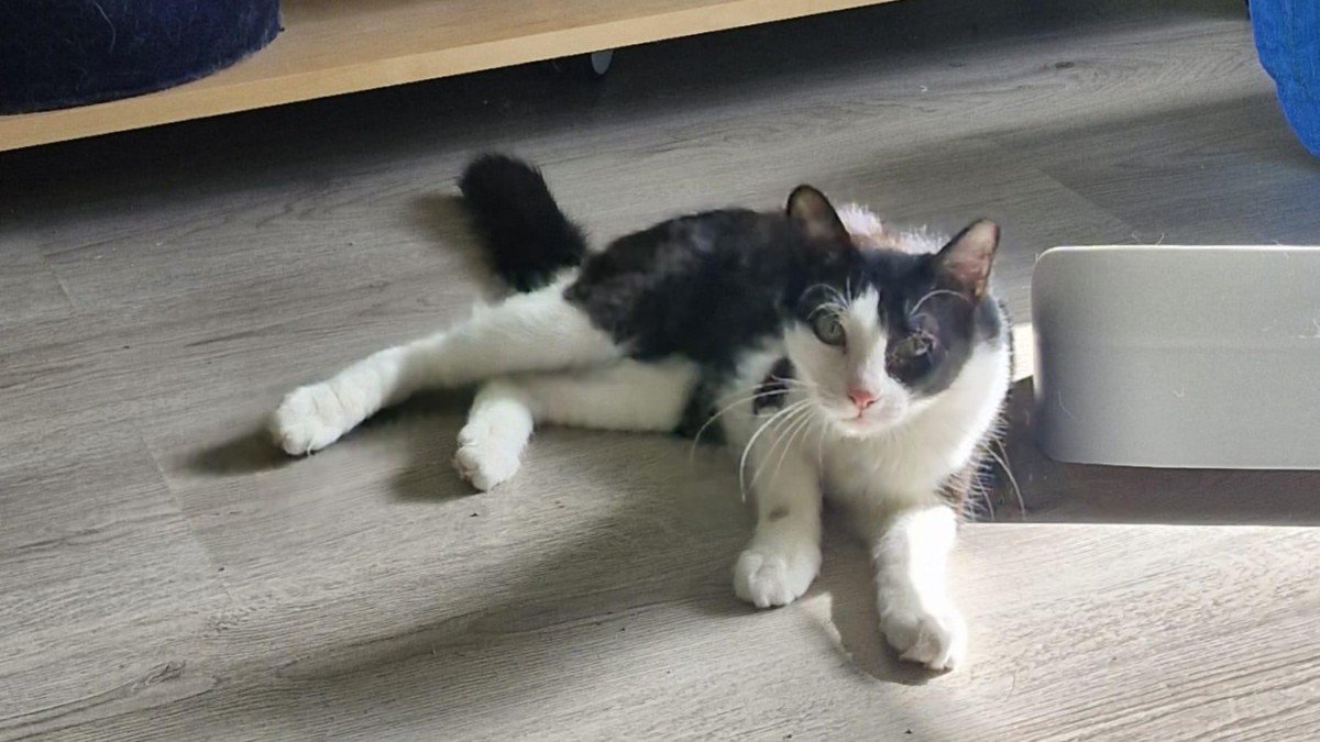 Felix