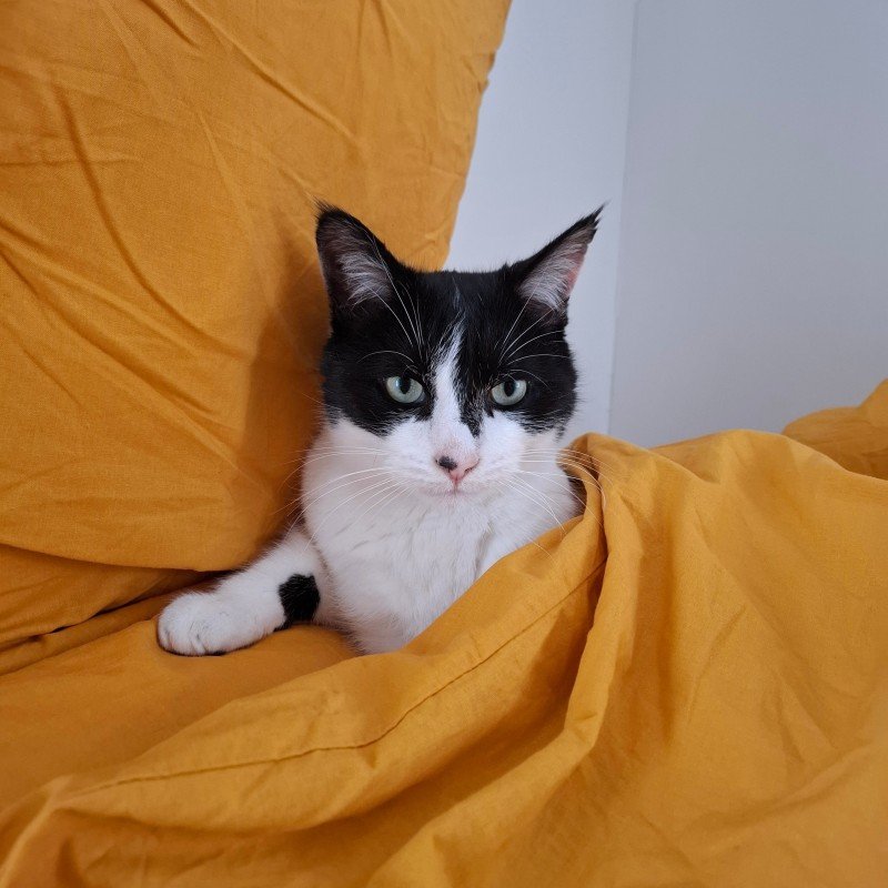 Oreo