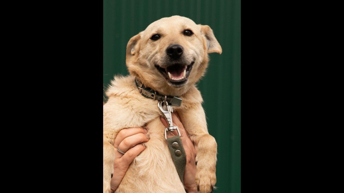Stella