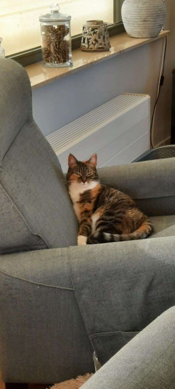 Amber