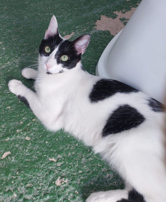 Dina