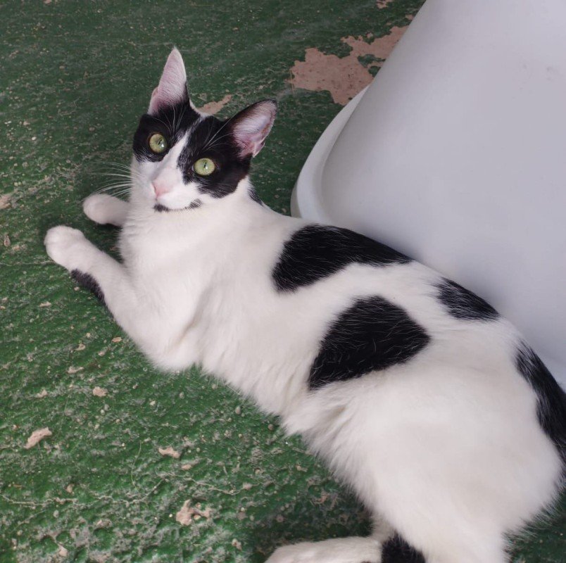 Dina