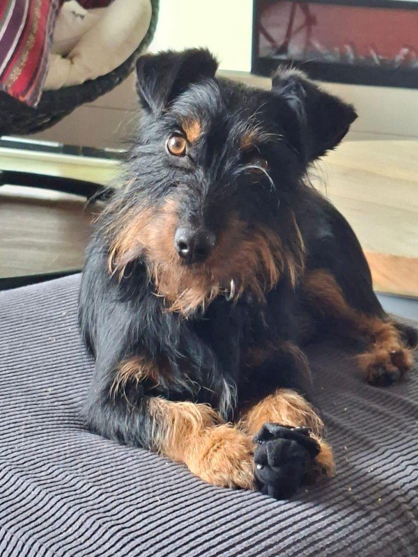 Benji