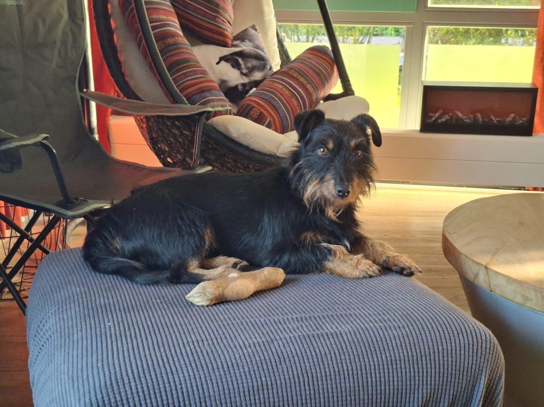 Benji