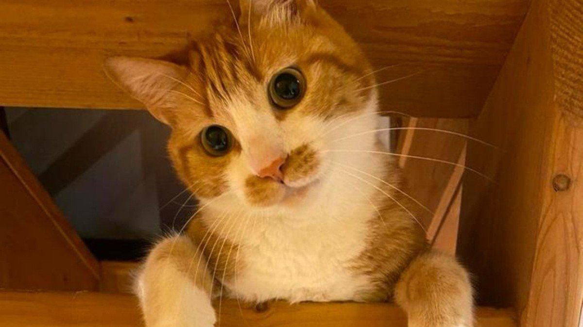 Nuki