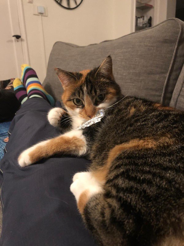 Ziva