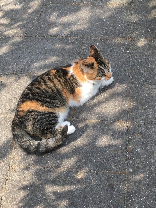 Ziva