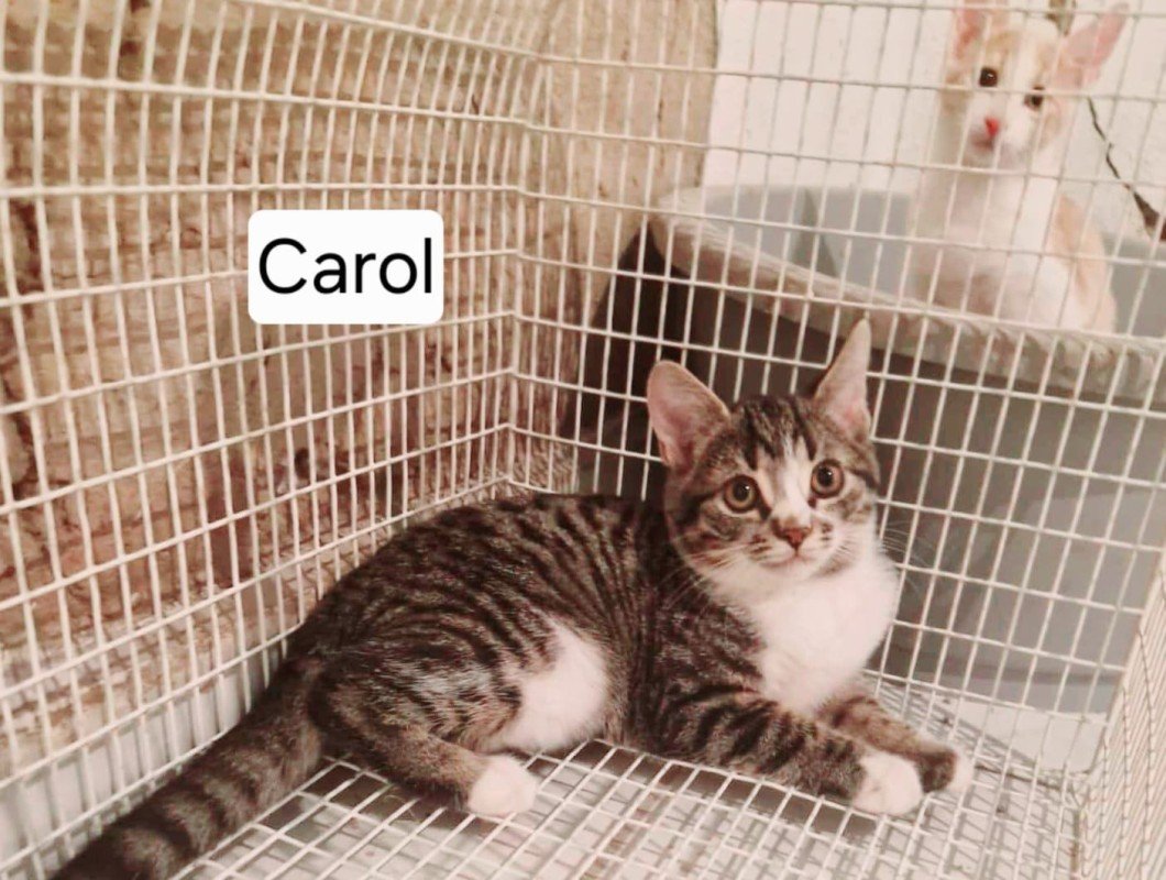 Carol