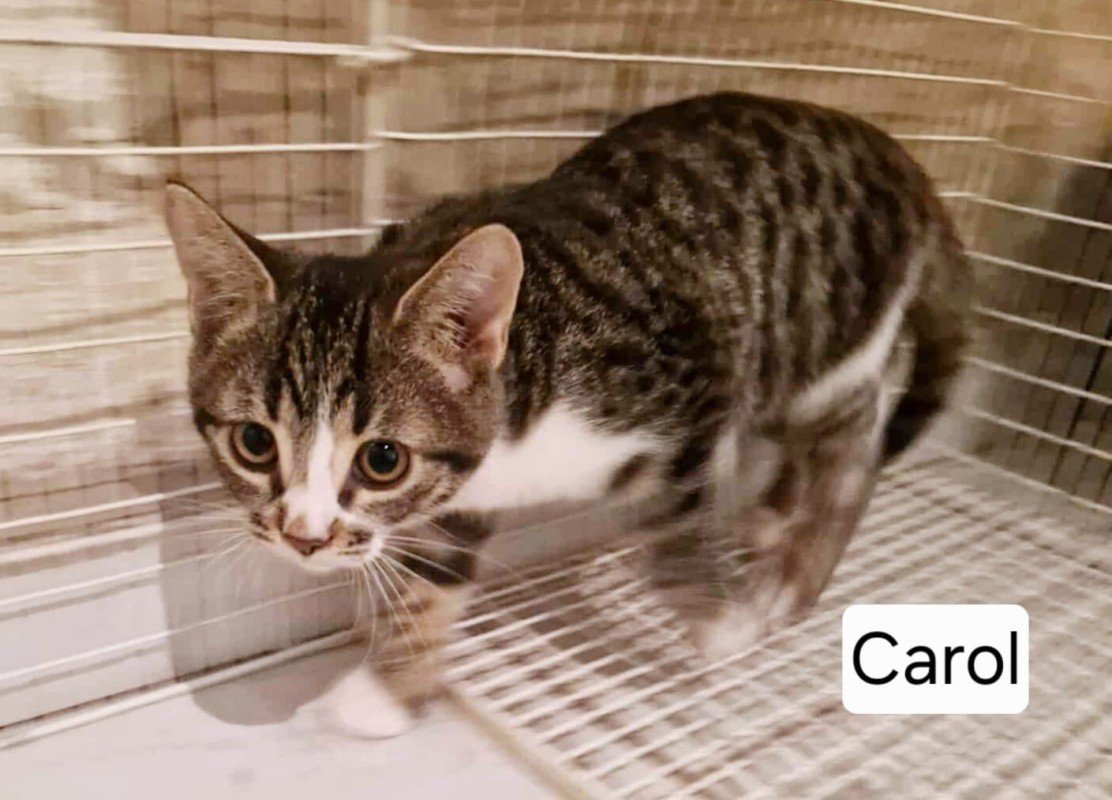 Carol