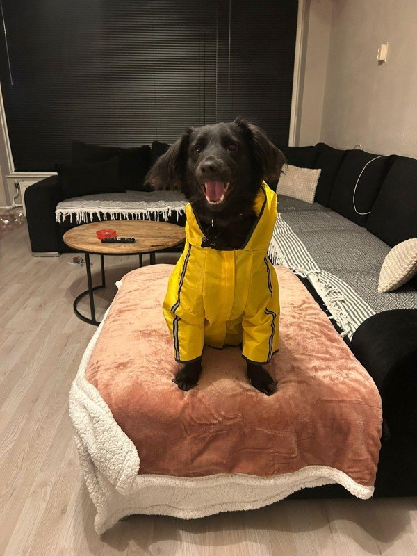 Darko