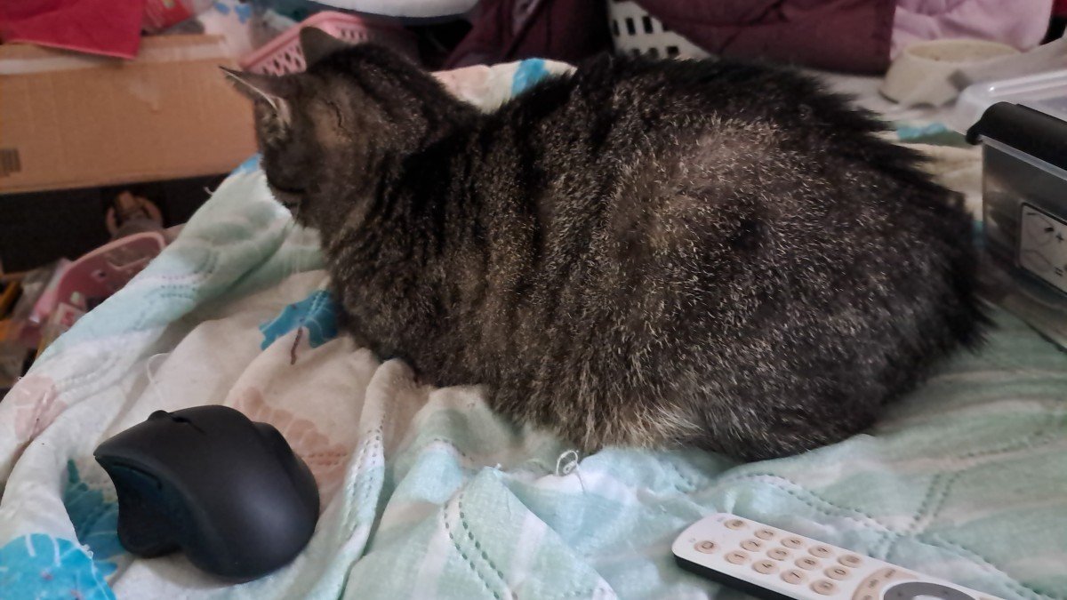 Muis
