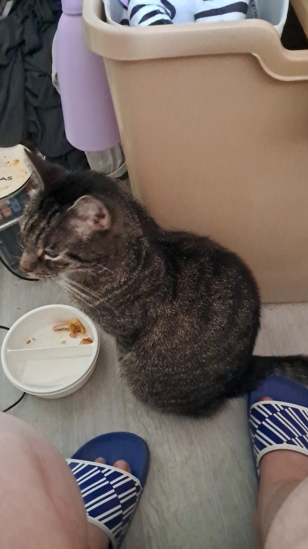 Muis