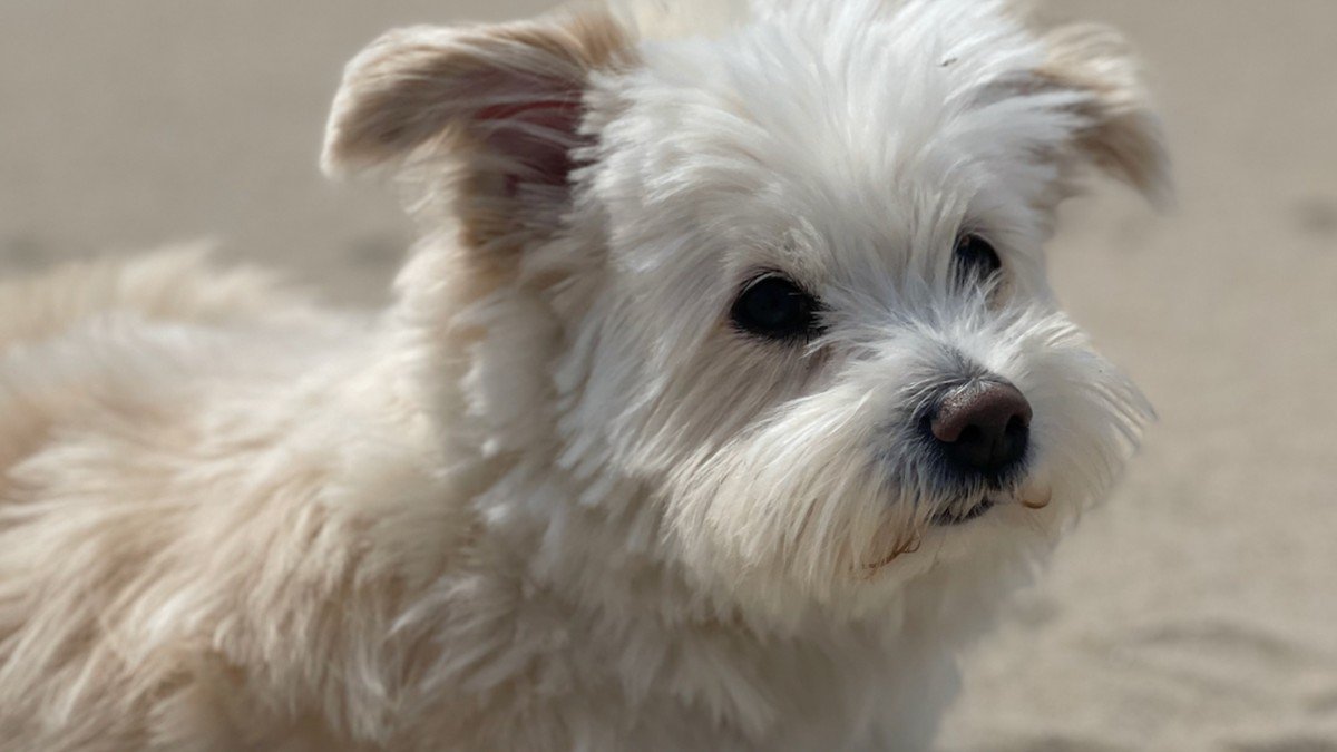 Muffin