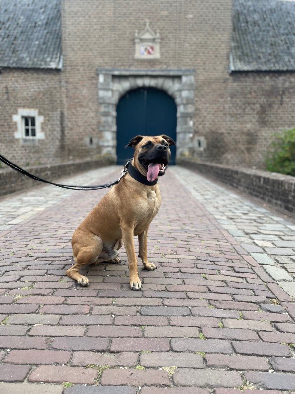 Finn