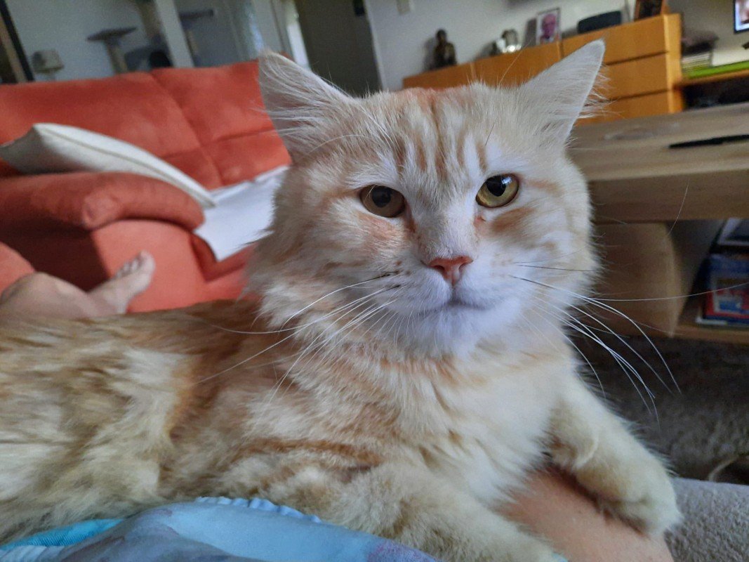 Garfield (de enige echte)