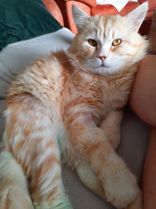 Garfield (de enige echte)