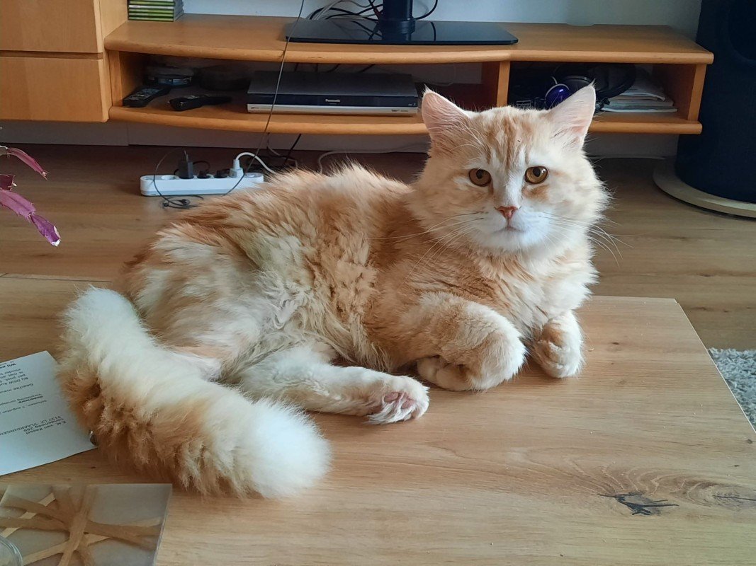 Garfield (de enige echte)
