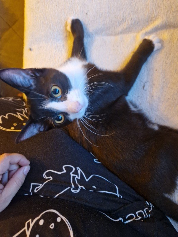 Felix
